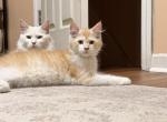 Komola - Maine Coon Kitten For Sale - NY&comma; US