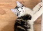 Orion - Maine Coon Kitten For Adoption - 