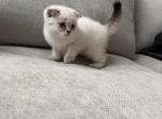 Chanel - Scottish Fold Kitten For Sale - Charlotte&comma; NC&comma; US