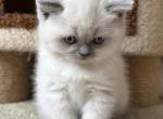 Chanel - Scottish Fold Kitten For Sale - 