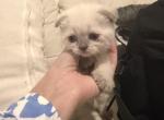Chanel - Scottish Fold Kitten For Sale - Charlotte&comma; NC&comma; US