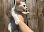 Archie - British Shorthair Kitten For Sale - Winder&comma; GA&comma; US