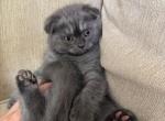 Cuties - Scottish Straight Kitten For Sale - Des Plaines&comma; IL&comma; US