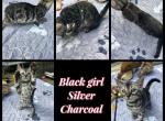 Zuris kittens - Bengal Kitten For Sale - Hagerstown&comma; MD&comma; US
