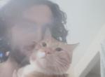 Milo - Domestic Cat For Sale - Spencer&comma; OK&comma; US