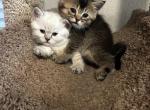Yuki x Teddy 1 - British Shorthair Kitten For Sale - Perris&comma; CA&comma; US