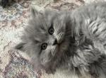 Rayan - British Shorthair Kitten For Sale - Phila&comma; PA&comma; US