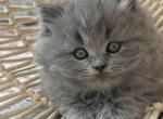 Rayan - British Shorthair Kitten For Sale - 
