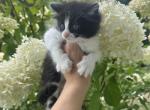 COCO - Domestic Kitten For Sale - Westfield&comma; MA&comma; US