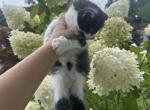 OREO - Domestic Kitten For Sale - Westfield&comma; MA&comma; US
