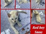 Wazis kittens - Bengal Kitten For Sale - Hagerstown&comma; MD&comma; US