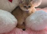 Cinderella - British Shorthair Kitten For Sale - 