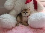 Belle - British Shorthair Kitten For Sale - Pendergrass&comma; GA&comma; US