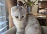 Martha - Scottish Fold Kitten For Sale - Holland&comma; PA&comma; US