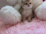 Rapunzel - British Shorthair Kitten For Sale - 
