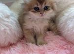 Aerial - British Shorthair Kitten For Sale - 