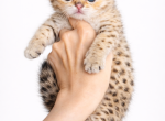 Lilly - Scottish Fold Kitten For Sale - 