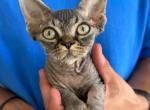 Gorgeous black tabby - Devon Rex Kitten For Sale - Hollywood&comma; FL&comma; US