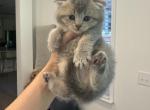 Ellie - Scottish Fold Kitten For Sale - 