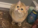 Lou - British Shorthair Kitten For Sale - Johns Creek&comma; GA&comma; US