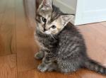 Simba - Scottish Fold Kitten For Adoption - OH&comma; US