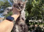Maine Coon in Montana - Maine Coon Kitten For Sale - Absarokee&comma; MT&comma; US