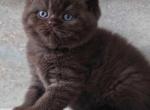 Lola - British Shorthair Kitten For Sale - 