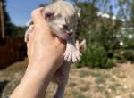 Poly August Litter - Polydactyl Kitten For Sale - Absarokee&comma; MT&comma; US