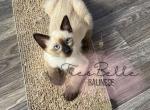 Kiwi - Siamese Kitten For Sale - CA&comma; US