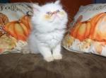 Sassys kittens - Persian Kitten For Sale - Pittsburgh&comma; PA&comma; US
