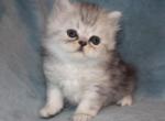 CFA Shaded Silver Male Persian Kitten - Persian Kitten For Sale - 