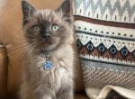 Dark Blue Collar - Ragdoll Kitten For Sale - 