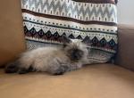 Yellow collar - Ragdoll Kitten For Sale - Meadville&comma; PA&comma; US