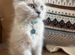 Turquoise Collar - Ragdoll Kitten For Sale - Meadville&comma; PA&comma; US