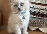 Turquoise Collar - Ragdoll Kitten For Sale - Meadville&comma; PA&comma; US