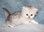 Raja Shaded Silver Male Persian - Persian Kitten For Sale - Stanton&comma; MO&comma; US