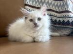 Burgundy Collar - Ragdoll Kitten For Sale - 