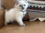 Olive Green Collar - Ragdoll Kitten For Sale - Meadville&comma; PA&comma; US
