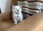 Black collar - Ragdoll Kitten For Sale - Meadville&comma; PA&comma; US