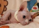 Blue Eyed Sphynx Bambino - Sphynx Kitten For Sale - Mesa&comma; AZ&comma; US