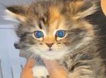 Cali - Domestic Kitten For Sale - Fitchburg&comma; MA&comma; US