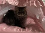 Tabby Persian Female kitten - Persian Kitten For Sale - 