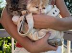 Tabby Persian Female kitten - Persian Kitten For Sale - MA&comma; US