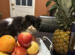 Male Persian kitten black and white - Persian Kitten For Sale - MA&comma; US
