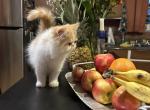 Orange Persian kitten cream - Persian Kitten For Sale - MA&comma; US