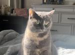 Lily - American Shorthair Cat For Adoption - Elk Grove Village&comma; IL&comma; US