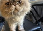 Belmon Persian Male cat - Persian Cat For Sale - MA&comma; US