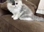 Dilute Calico - Persian Kitten For Sale - MO&comma; US