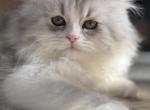 Kiki - Persian Kitten For Sale - 