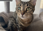 Sen - American Shorthair Cat For Sale - 